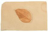 Orange Fossil Dogwood Leaf (Cornus) - Montana #189053-1